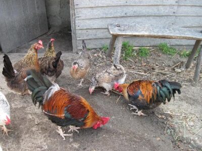 Loss of Food Skills Ongoing Image